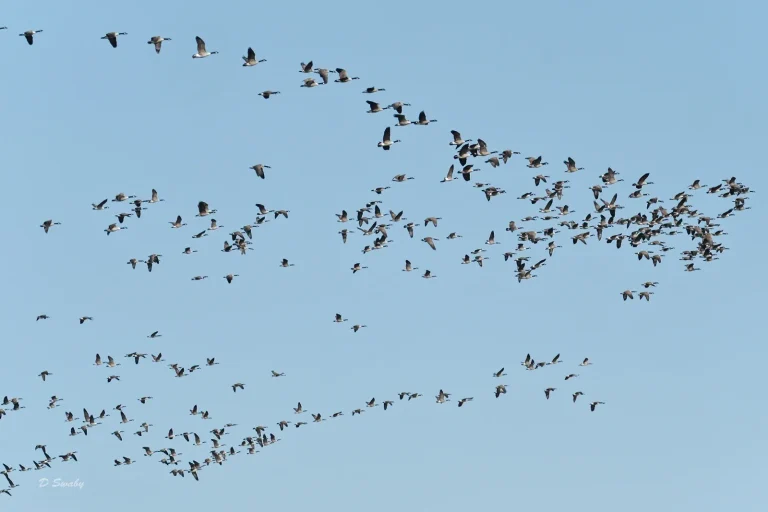 Bird Gallery 2020