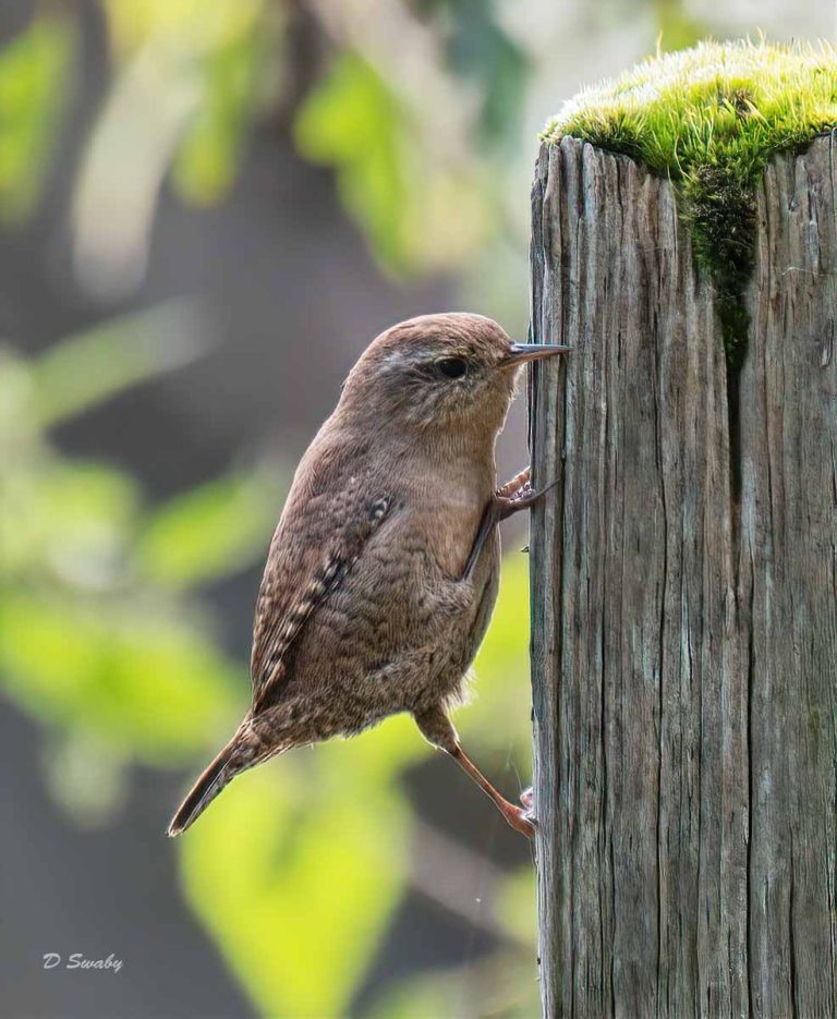 Bird Gallery 2019