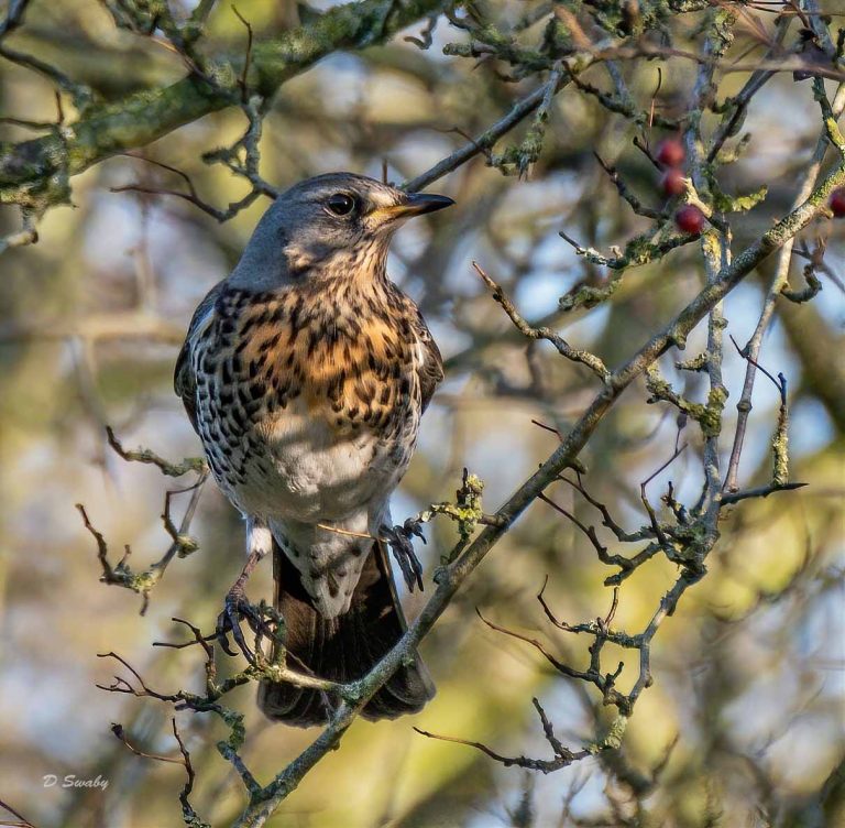 Bird Gallery 2019