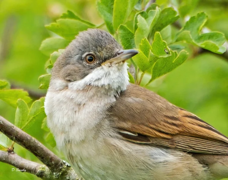 Bird Gallery 2021