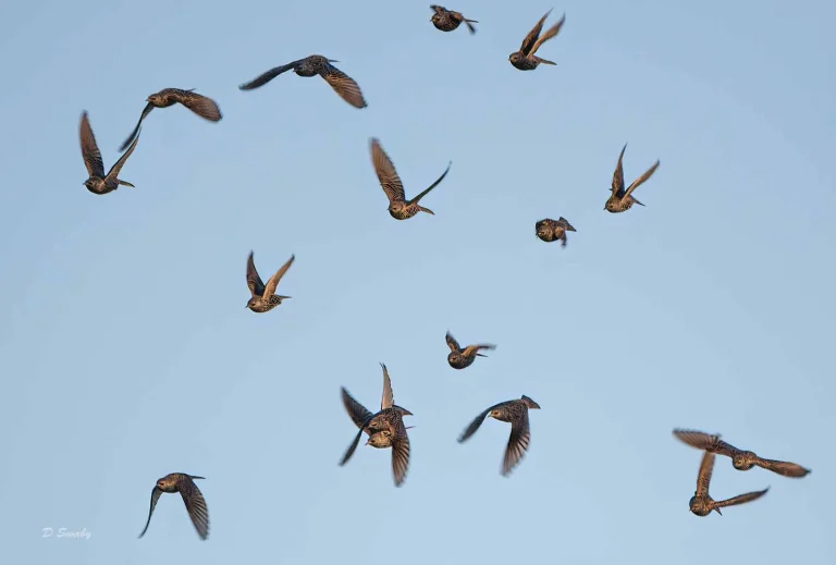 Bird Gallery 2019