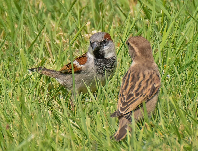 Bird Gallery 2020