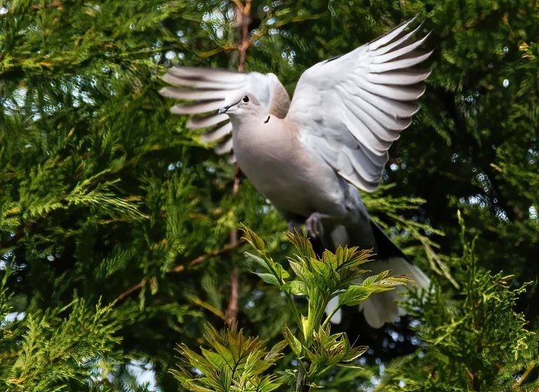Bird Gallery 2020
