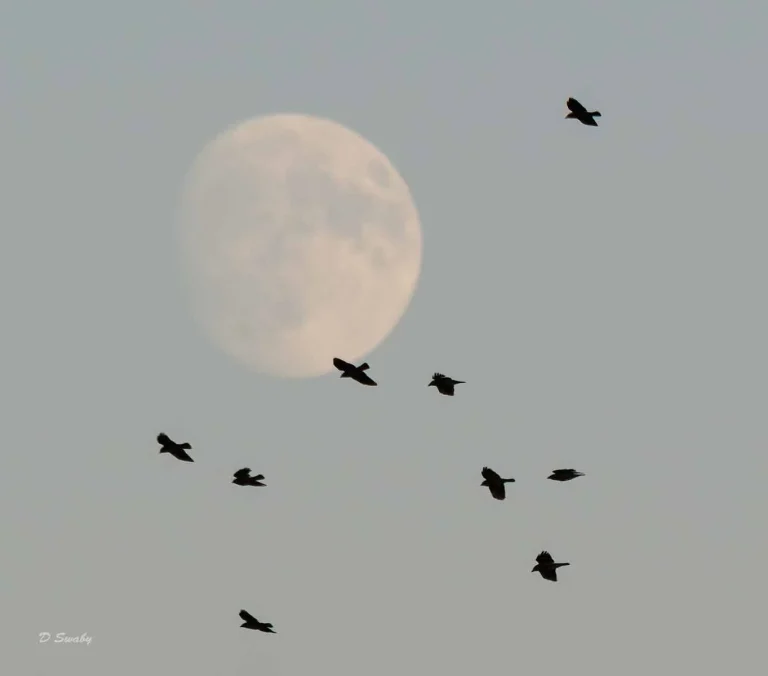 Bird Gallery 2019