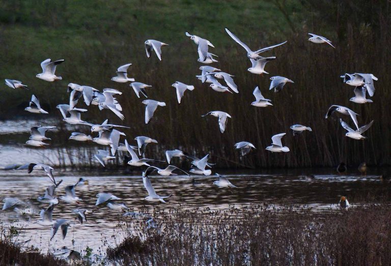Bird Gallery 2019