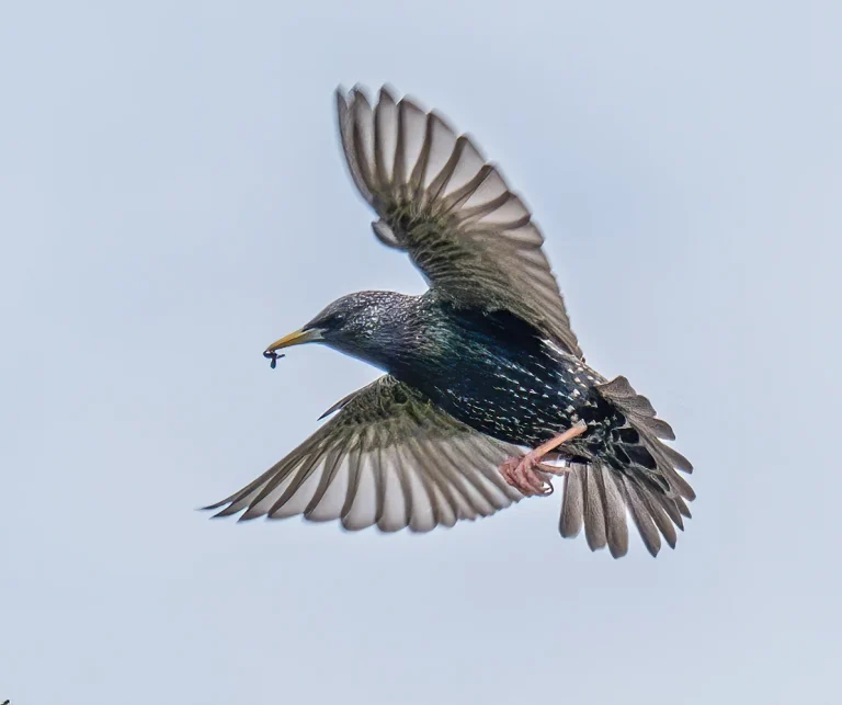Bird Gallery 2020