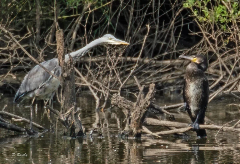 Bird Gallery 2020