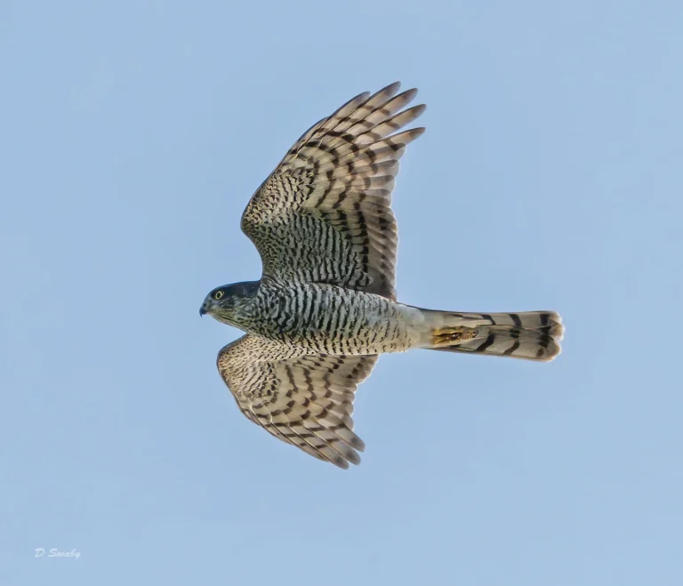 Bird Gallery 2020