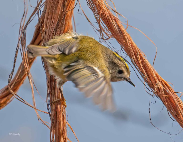 Bird Gallery 2019