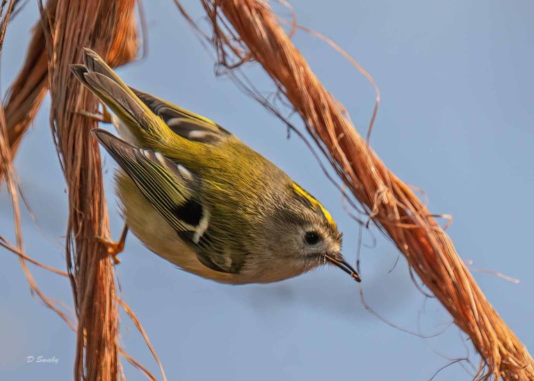 Bird Gallery 2019