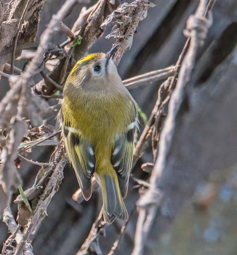 Bird Gallery 2019