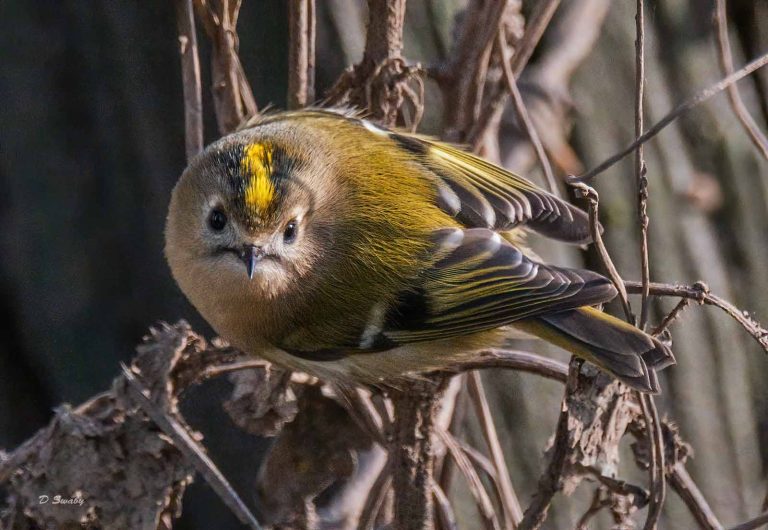 Bird Gallery 2019