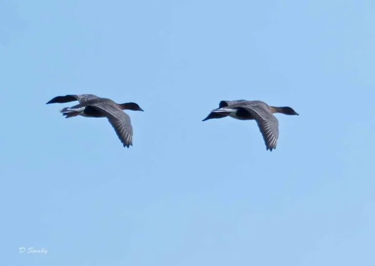Bird Gallery 2020