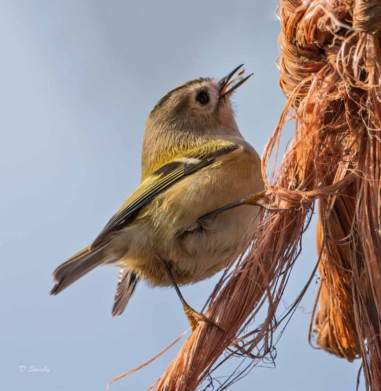 Bird Gallery 2019