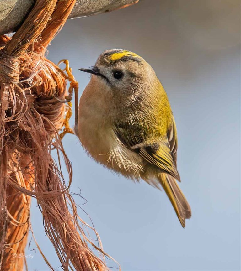 Bird Gallery 2019