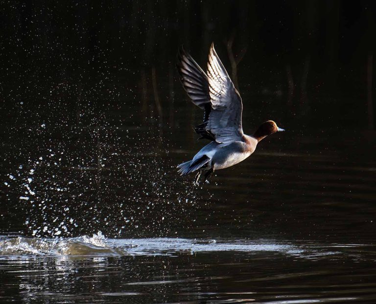 Bird Gallery 2019