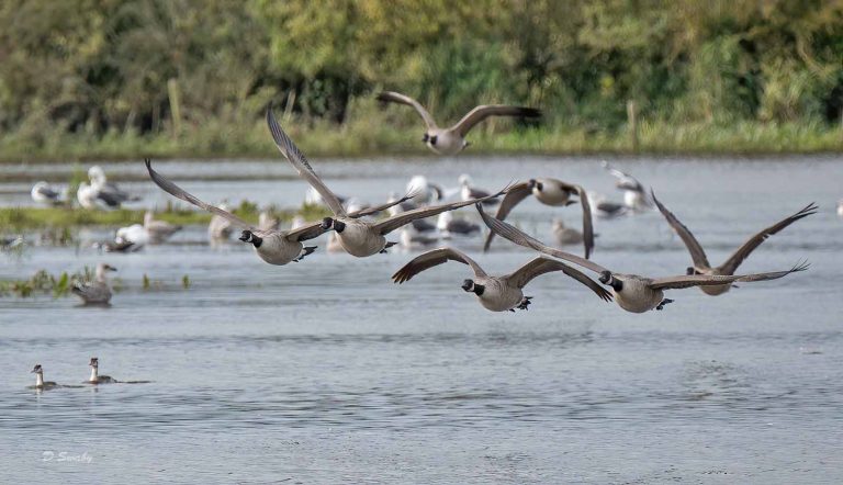 Bird Gallery 2019