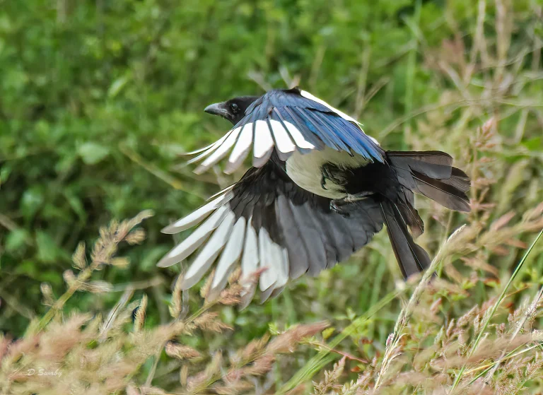 Bird Gallery 2020