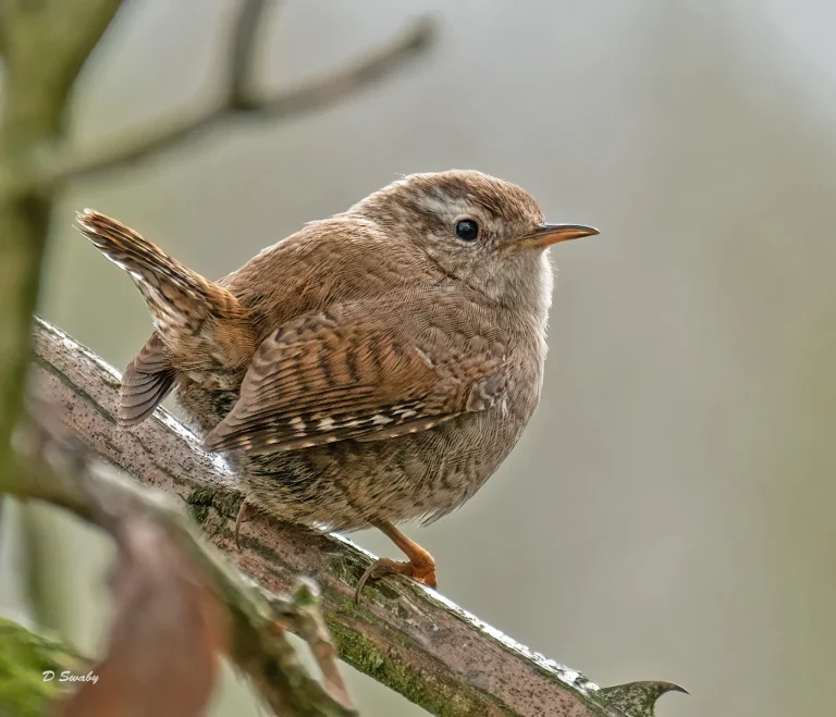 Bird Gallery 2021