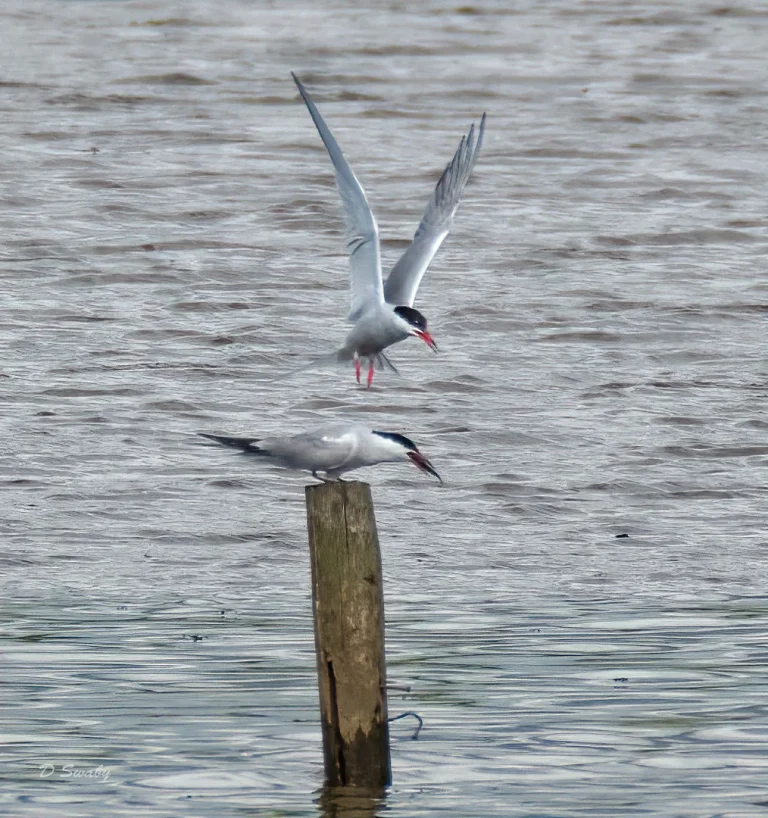 Bird Gallery 2020