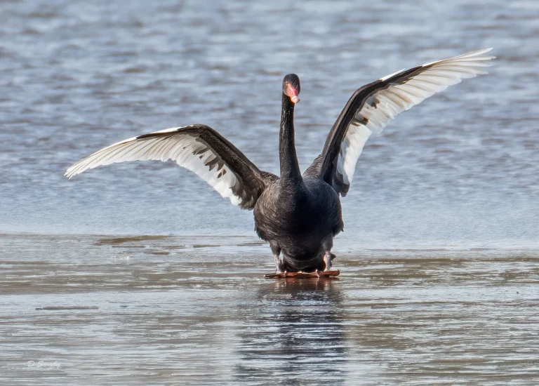 Bird Gallery 2021