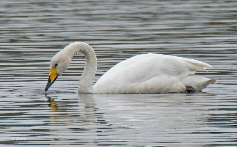Bird Gallery 2019