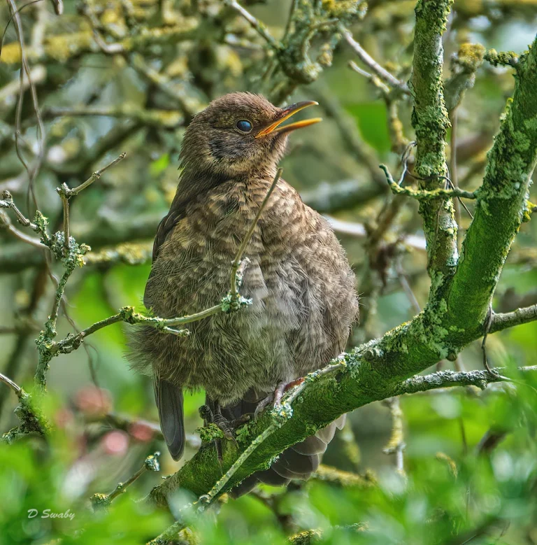 Bird Gallery 2020