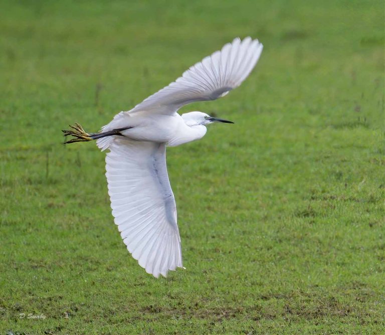 Bird Gallery 2020