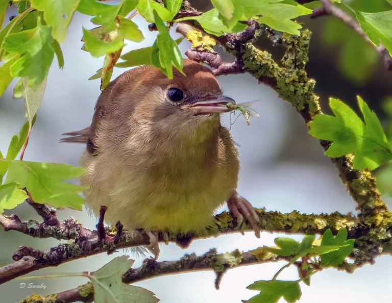 Bird Gallery 2020