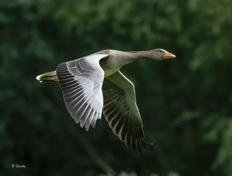 Bird Gallery 2020