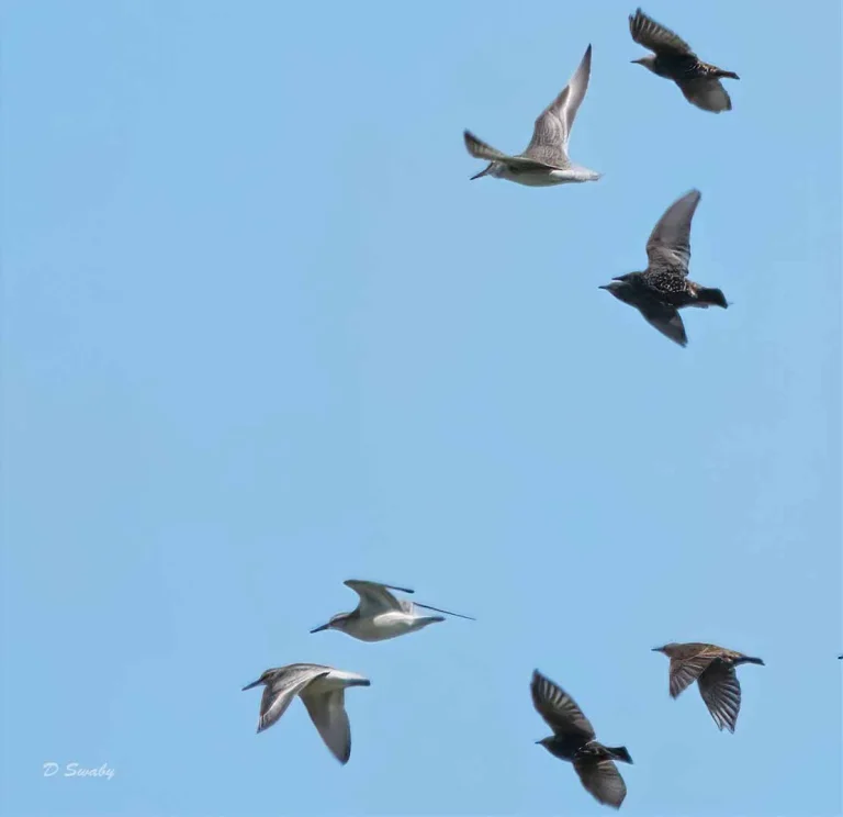 Bird Gallery 2019