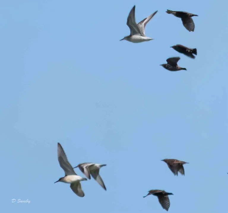 Bird Gallery 2019