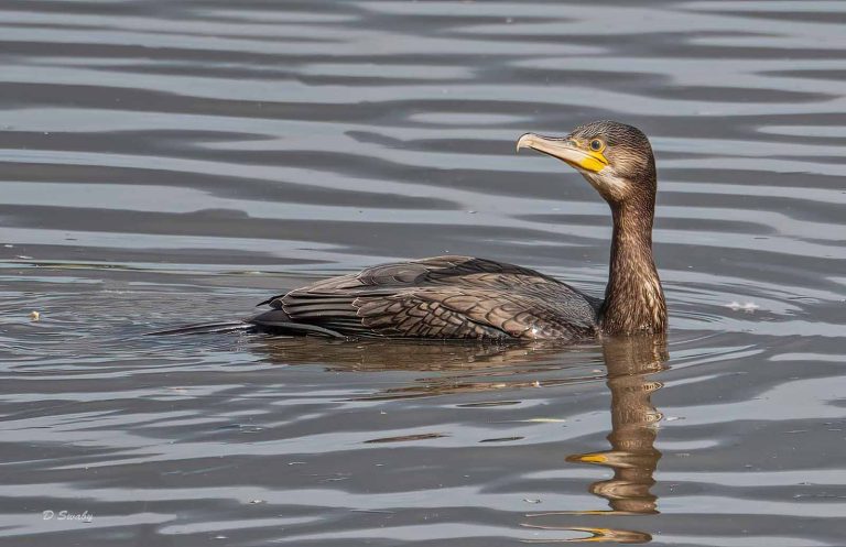 Bird Gallery 2019