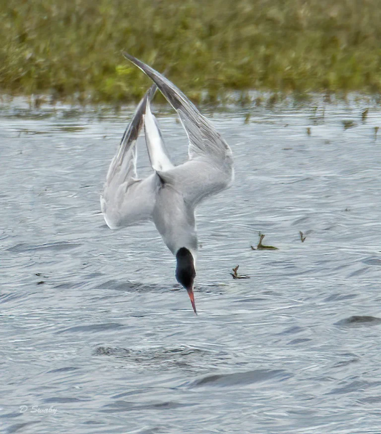 Bird Gallery 2020