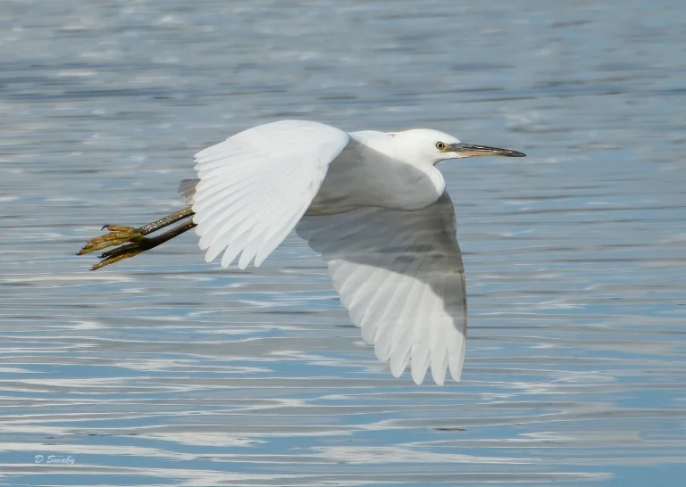 Bird Gallery 2020