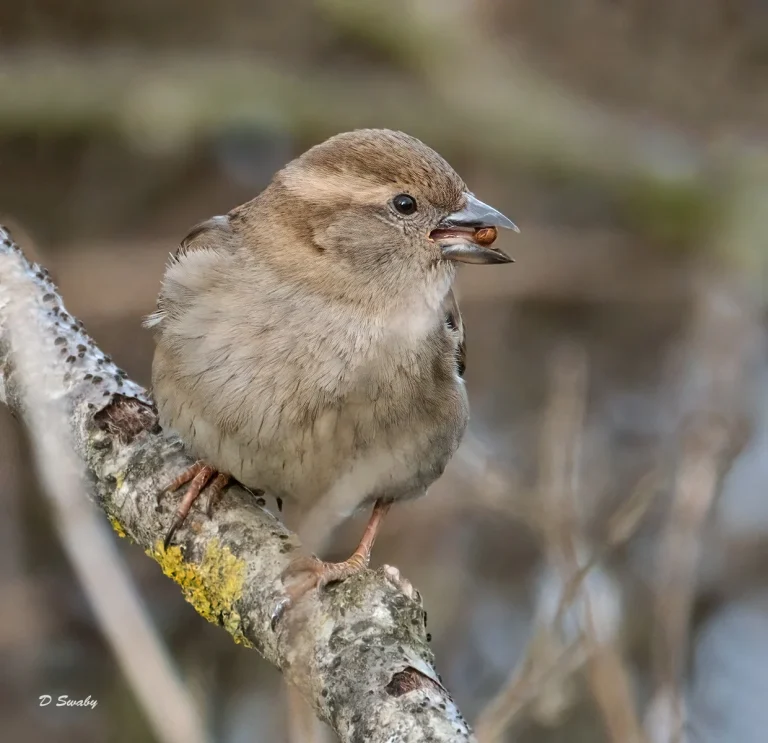 Bird Gallery 2021