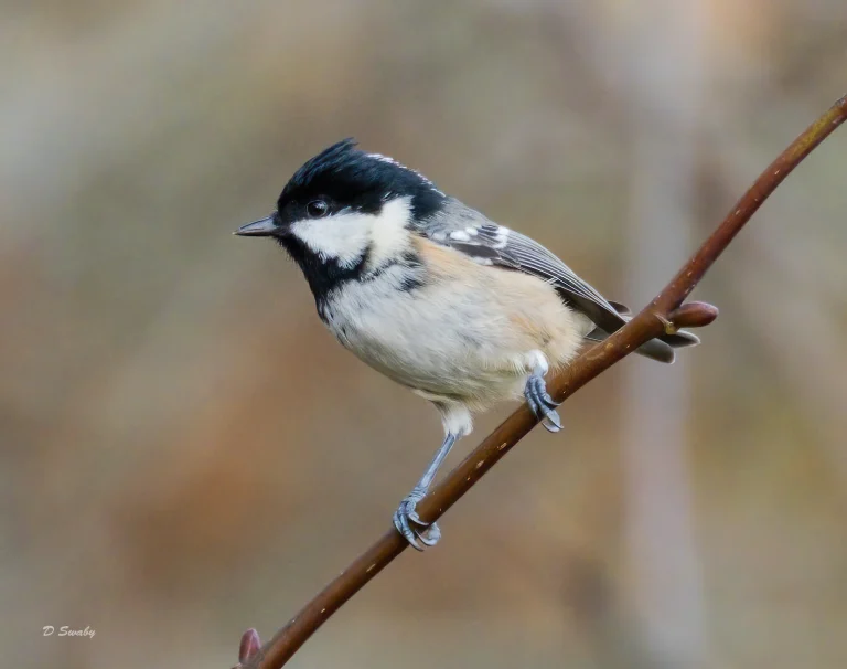 Bird Gallery 2020