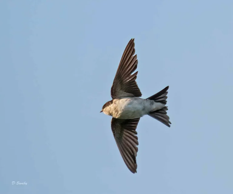 Bird Gallery 2019