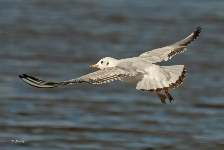Bird Gallery 2019