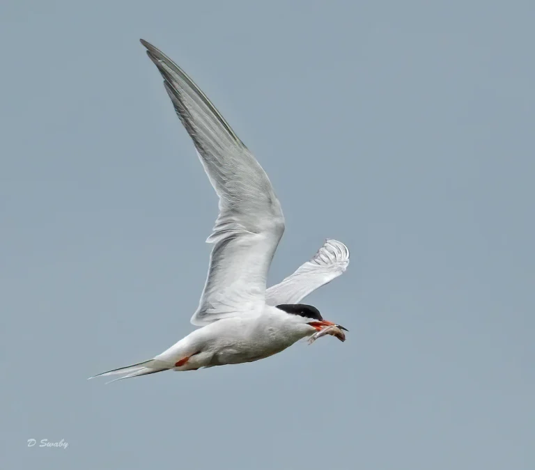 Bird Gallery 2020