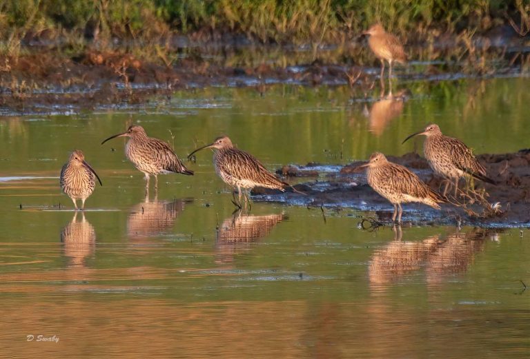 Bird Gallery 2019