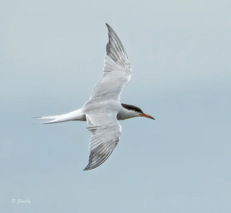 Bird Gallery 2020