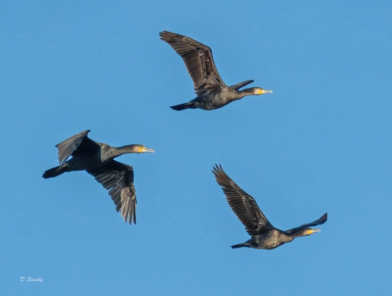 Bird Gallery 2020
