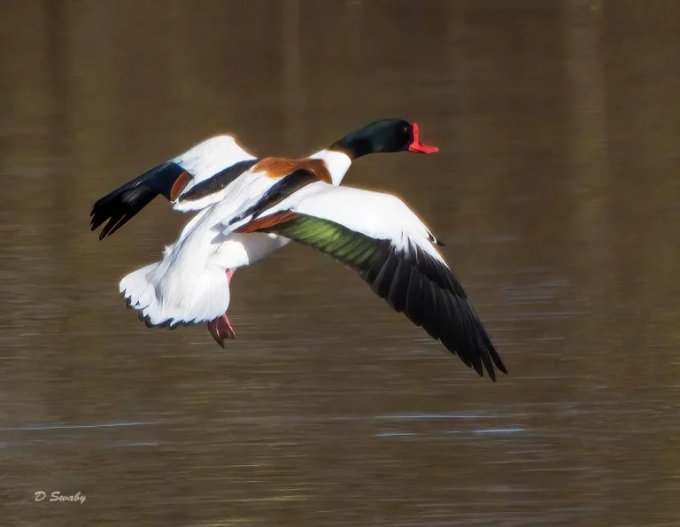Bird Gallery 2020