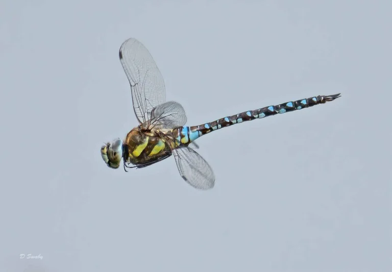 Insects