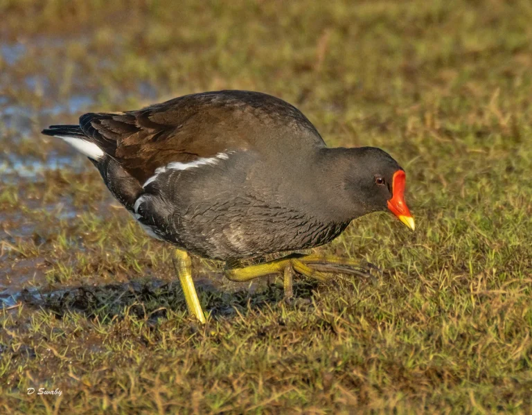 Bird Gallery 2021