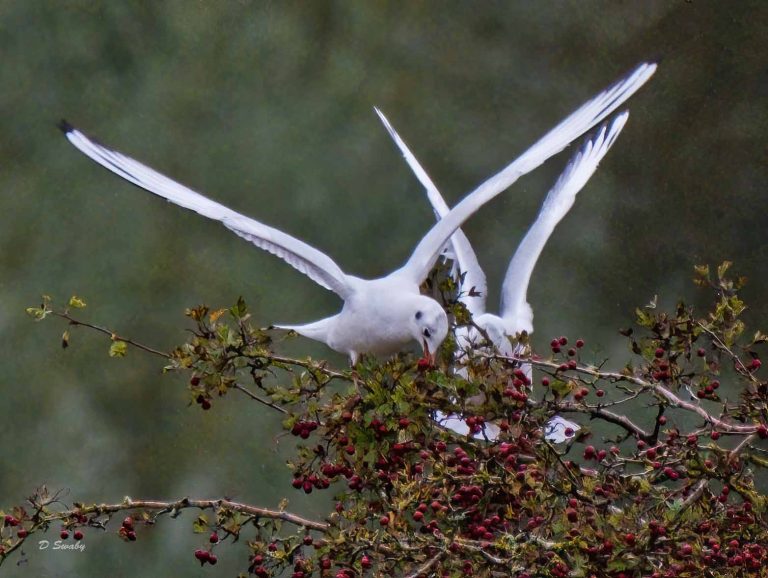 Bird Gallery 2019
