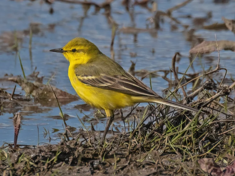 Bird Gallery 2021