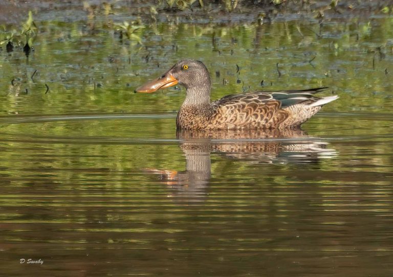 Bird Gallery 2019