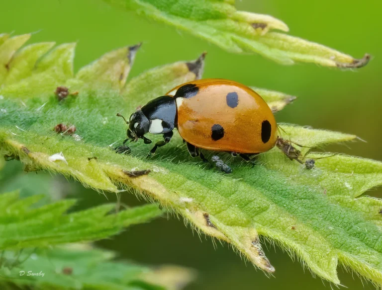 Insects